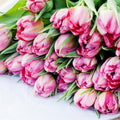 Blooming Tulips Fragrance Oil 390