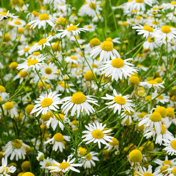 Chamomile - EO & FO Blend 823