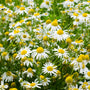 Chamomile - EO & FO Blend 823