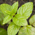 Fresh Mint - EO & FO Blend