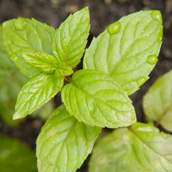 Fresh Mint - EO & FO Blend