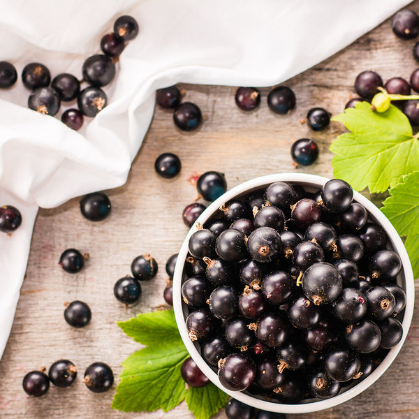 Acai Berries & Satin Fragrance Oil 415