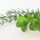 Revitalizing Rosemary Mint Fragrance Oil 209