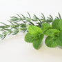 Revitalizing Rosemary Mint Fragrance Oil 209