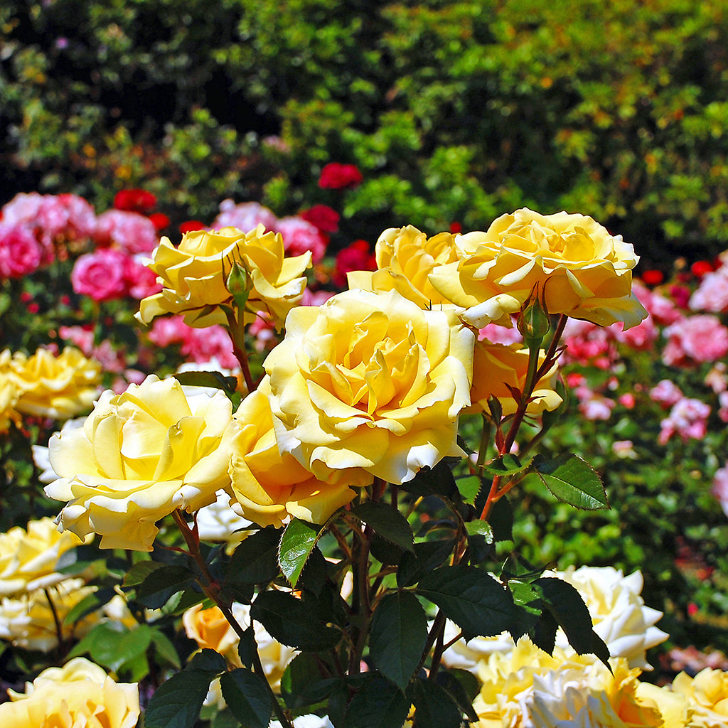 Rose Garden Fragrance Oil 211
