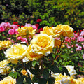 Rose Garden Fragrance Oil 211