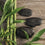 Bamboo Teak Fragrance Oil 283