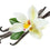 Vanilla Bean Fragrance Oil 240