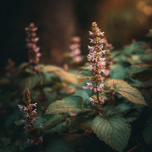 Patchouli Fragrance Oil 102 - Featured Image