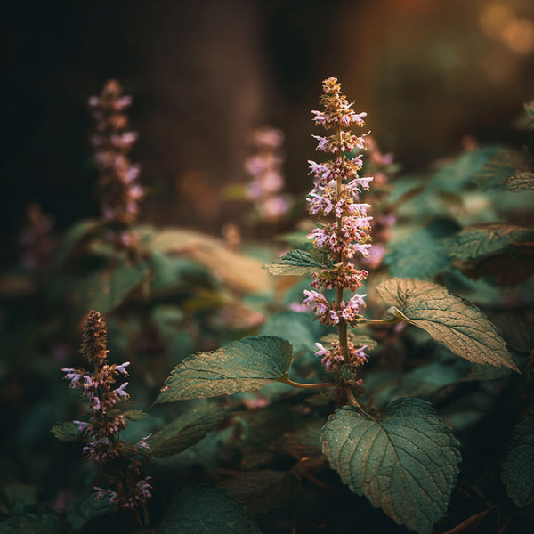 Patchouli Fragrance Oil 102