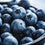 Blueberry Fragrance Oil 621