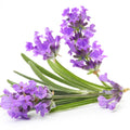 Lavender 30/32 EO - Certified 100% Pure 100