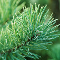 Frasier Fir Fragrance Oil 311