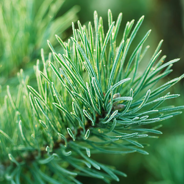 Frasier Fir Fragrance Oil 311 - Zoom Media 1