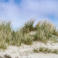 Dune Grass* Fragrance Oil 146