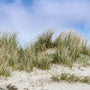 Dune Grass* Fragrance Oil 146