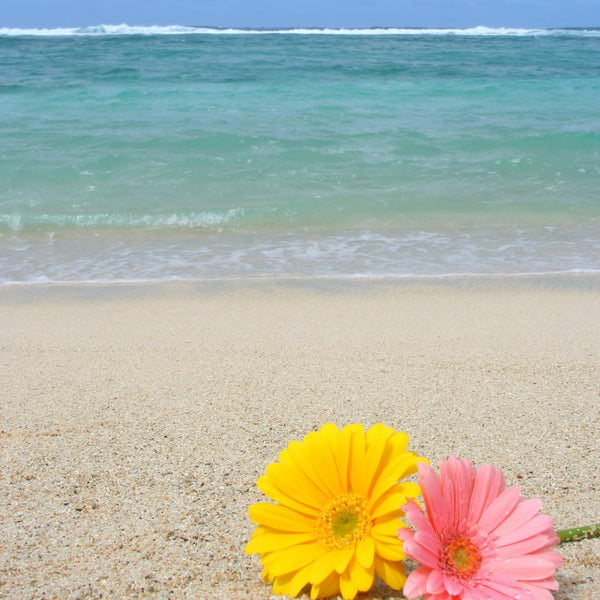 Beach Daisies Fragrance Oil 456