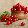 Wild Currant & Sandalwood Fragrance Oil 582