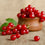 Wild Currant & Sandalwood Fragrance Oil 582