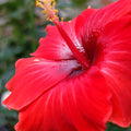 Red Hibiscus & Acai Fragrance Oil 359