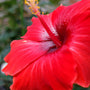 Red Hibiscus & Acai Fragrance Oil 359