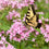 Butterfly Flower* Fragrance Oil 290