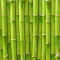 Fresh Bamboo Fragrance Oil 349
