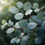 Eucalyptus (80/82) Essential Oil - 100% Pure 705