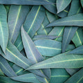 Eucalyptus (80/82) EO - Certified 100% Pure 705