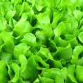 Farmer's Market Baby Bibb Fragrance Oil 448