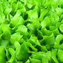 Farmer's Market Baby Bibb Fragrance Oil 448 - Zoom Thumbnail Media 1