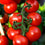Farmer's Market Vine Ripe Tomato Fragrance Oil 684