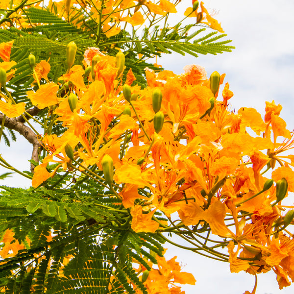 Island Nectar* Fragrance Oil 137