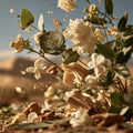 Sand Dune Fragrance Oil (Special Order)