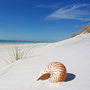 Sand Dune Fragrance Oil