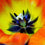 Calypso Sun* Fragrance Oil 689
