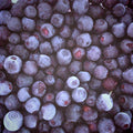 Fresh Picked Blueberry Fragrance Oil 309