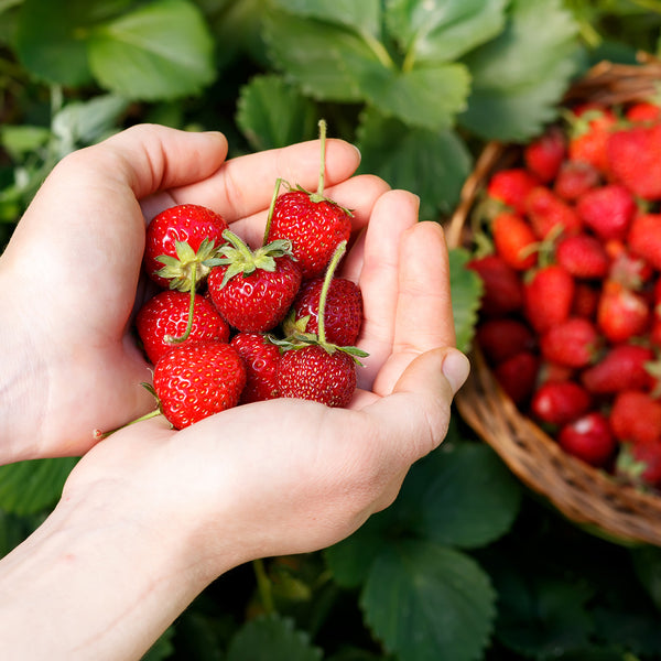 Fresh Picked Strawberry Fragrance Oil 517