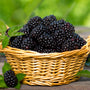 Fresh Picked Blackberry Fragrance Oil 505 - Zoom Thumbnail Media 1