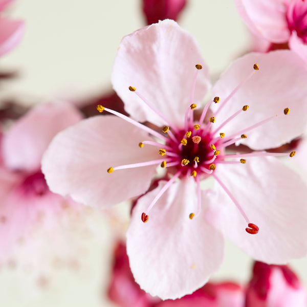 Japanese Cherry Blossom* Fragrance Oil 695