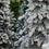 Santa's Tree Farm Fragrance Oil 529
