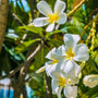 Monoi de Tahiti Fragrance Oil 127