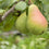 Fresh Picked Pears Fragrance Oil 749