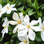 Honeysuckle Gardenia Fragrance Oil 757