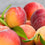 Market Peach* Fragrance Oil 759
