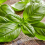Basil Fragrance Oil 236