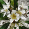 Egyptian Jasmine Fragrance Oil