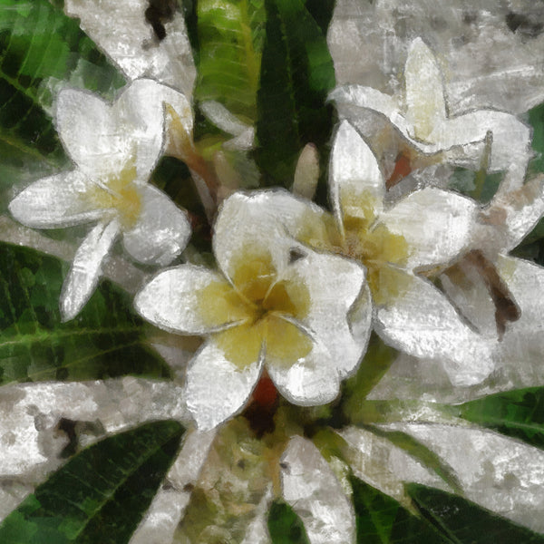 Egyptian Jasmine Fragrance Oil