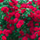 Wild Rose Fragrance Oil 771