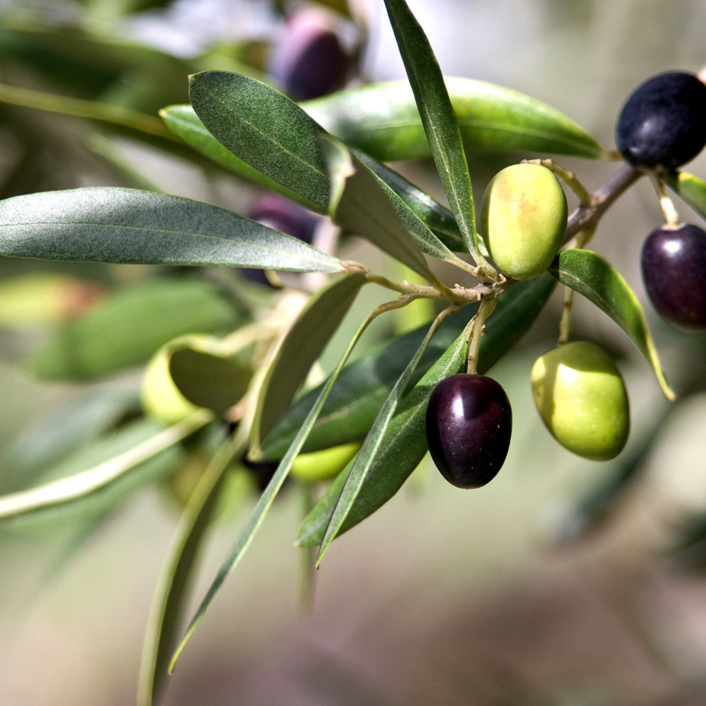 Tuscan Olive Leaf Fragrance Oil